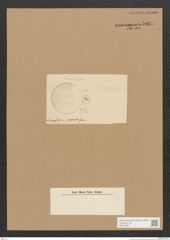 Diatomeae indet. Zeichnungen Sammlung Grunow Nr. 5061 (NHMW-BOT-W0373327)